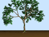 Tree generator