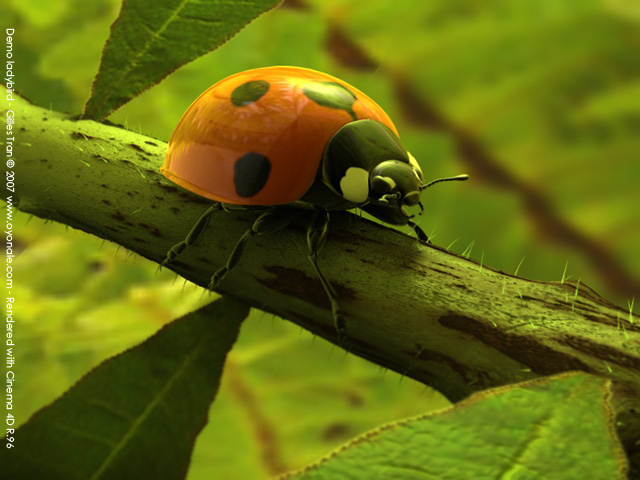 Dmo coccinelle (Cinema 4d)