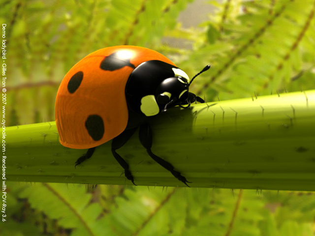 Ladybird