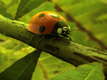 Ladybird demo (Cinema 4d)