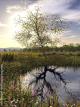 Le ct obscur des arbres