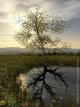 Le ct obscur des arbres