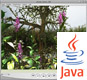Démo plantes - panorama 360° (Java)