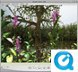 Dmo plantes  - panorama 360 (QTVR)