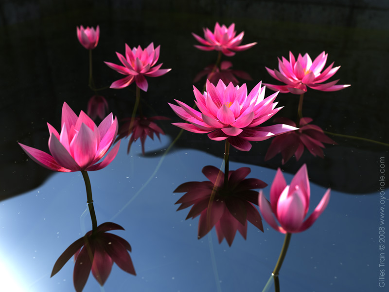 Water lilies