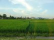 Rice field