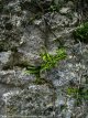 Valley of Chevreuse, France