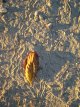 Patterns on sand