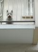 Dog on balcony